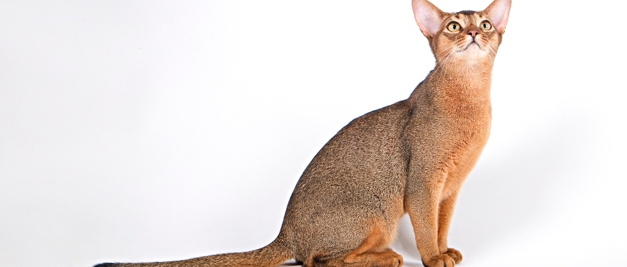 abyssinian cat in studio