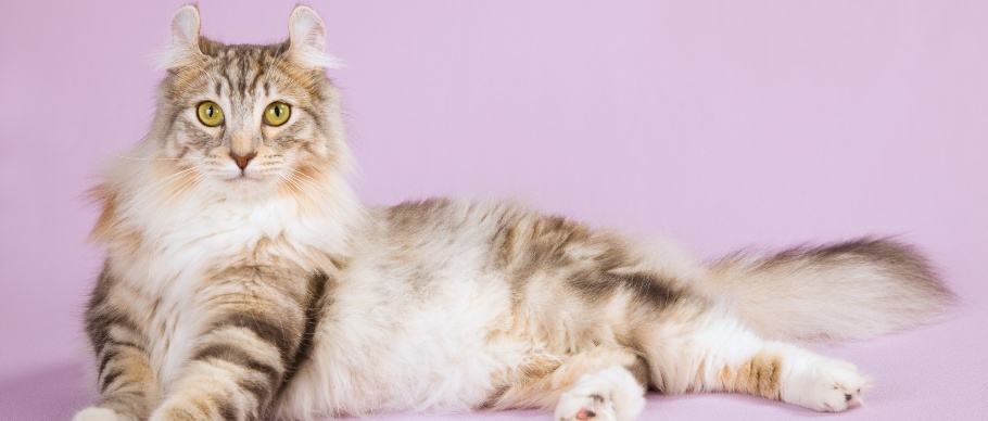 american curl cat in studio
