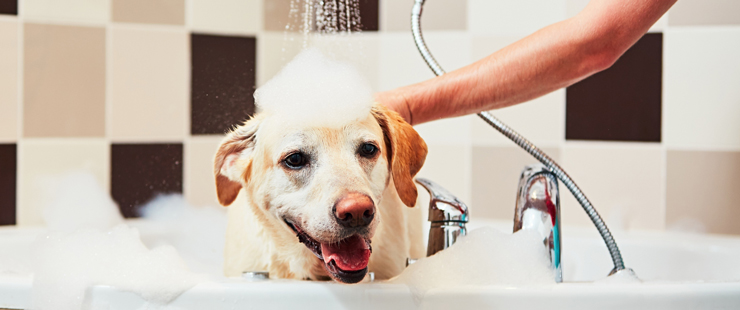 Dog in bath 