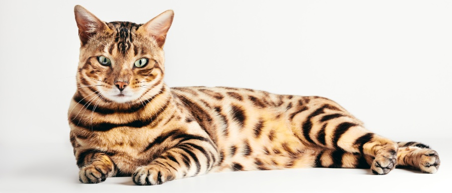 bengal cat