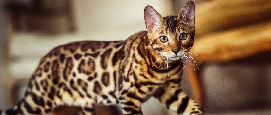 bengal cat