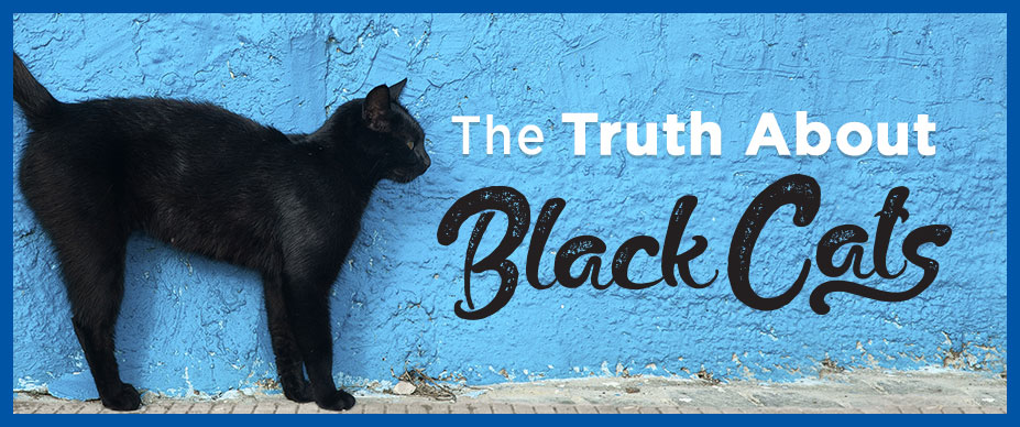 The Truth About Black Cats