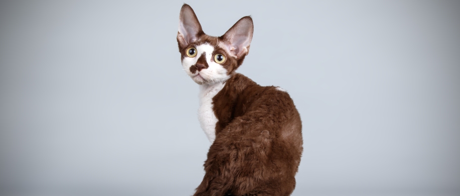 white and brown multi-color devon rex cat in studio