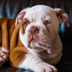 bulldog