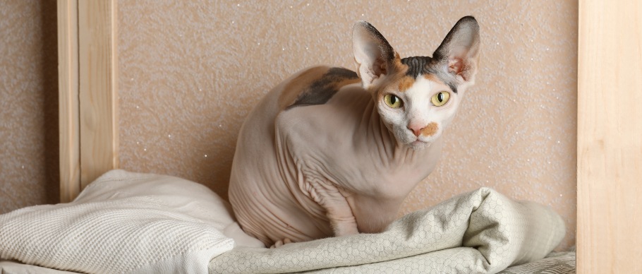 calico sphynx cat sitting on a blanket