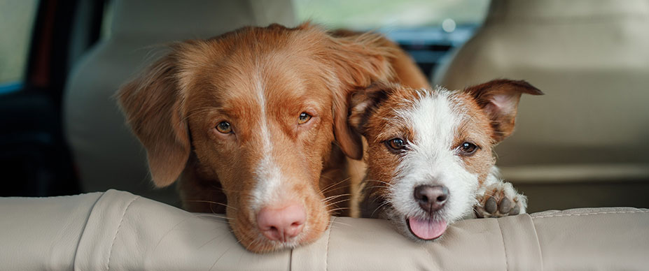 Dogs in a car backseat.