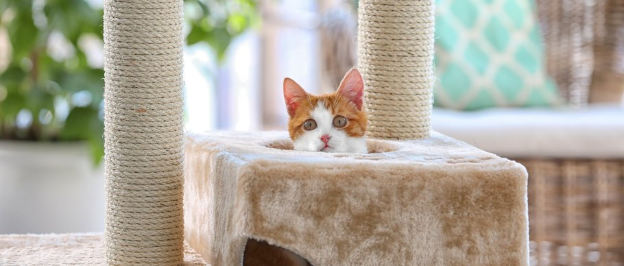 Cat in cat tree