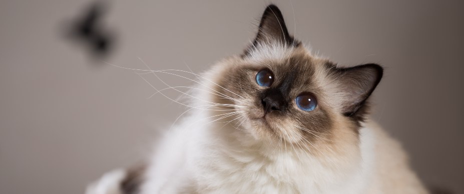 Cat looking curious  