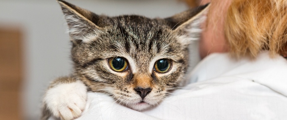 cat on shoulder