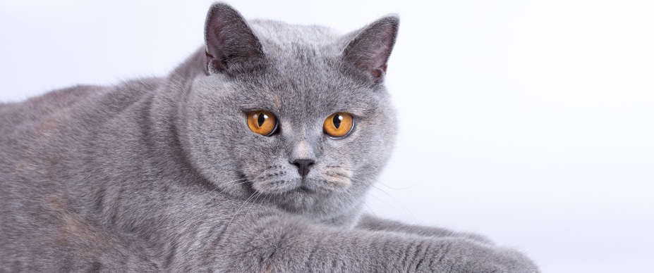 blue british shorthair cat 