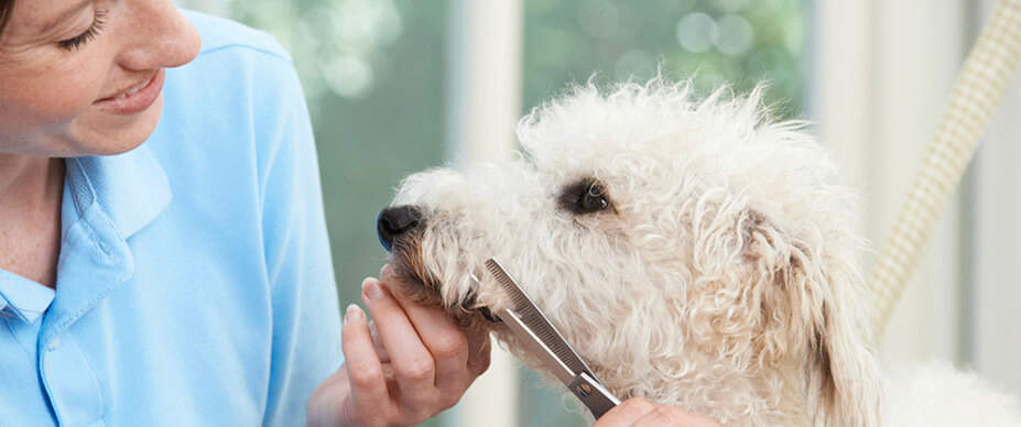 Woman cutting dogs fur