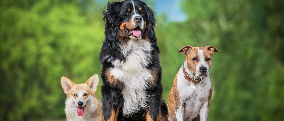 3 dogs sitting together outside