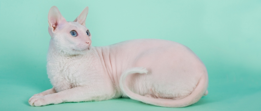 cornish rex cat in studio