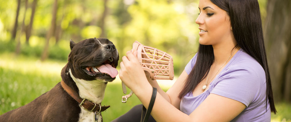  person sitting in the grass with their dog preparing to apply a muzzle.