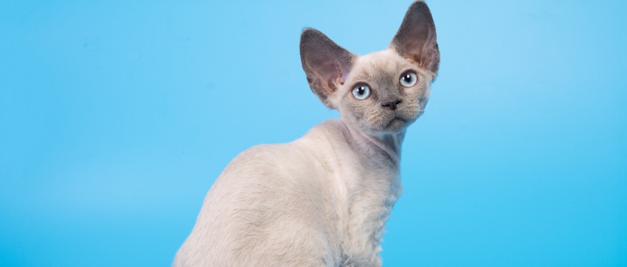 devon rex cat in studio