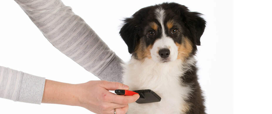 Dog looking at camera and getting brushed