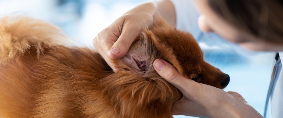 vet checking a dog's ear