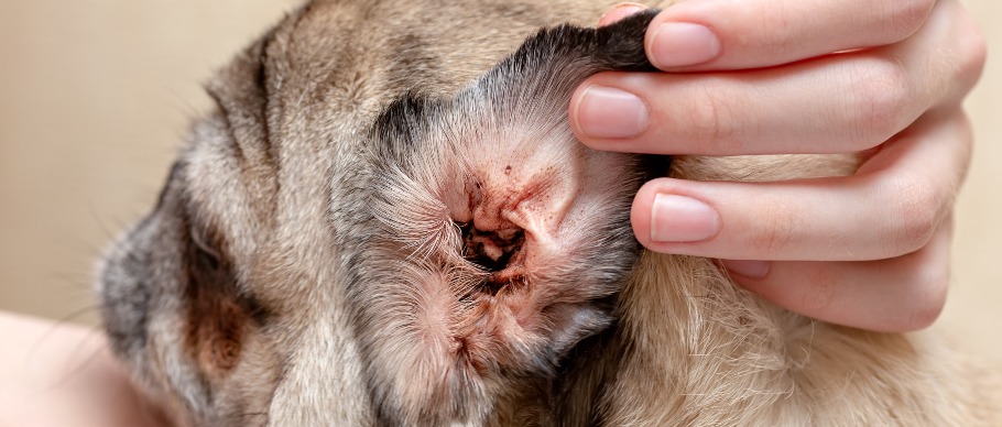 dog ear infected with ear mites