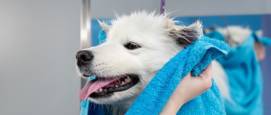 a samoyed getting dried off after dog bathing