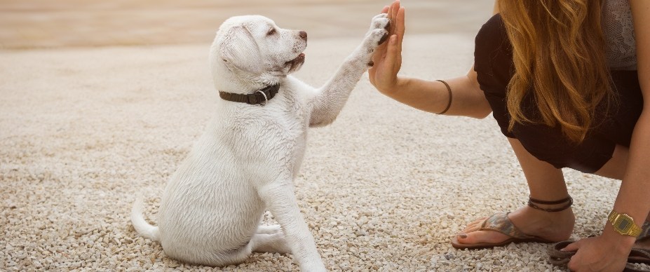 puppy giving high paw 