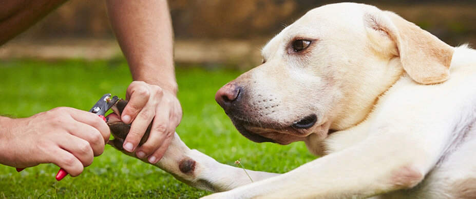 Dog outside getting nails trimmed