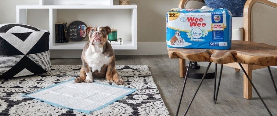 Dogs on Wee-Wee Pads 