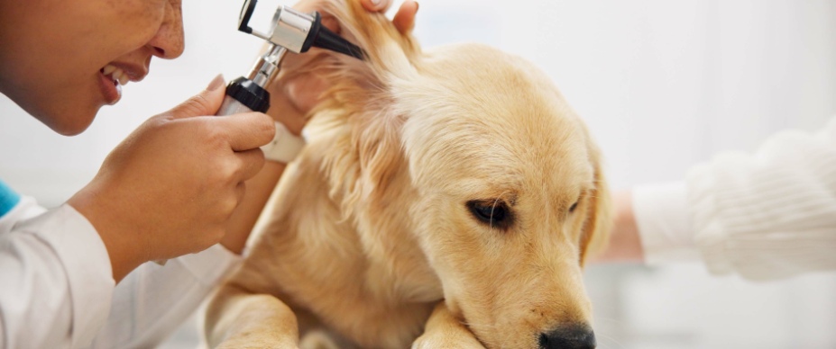 doctor checking golden retriever's ear