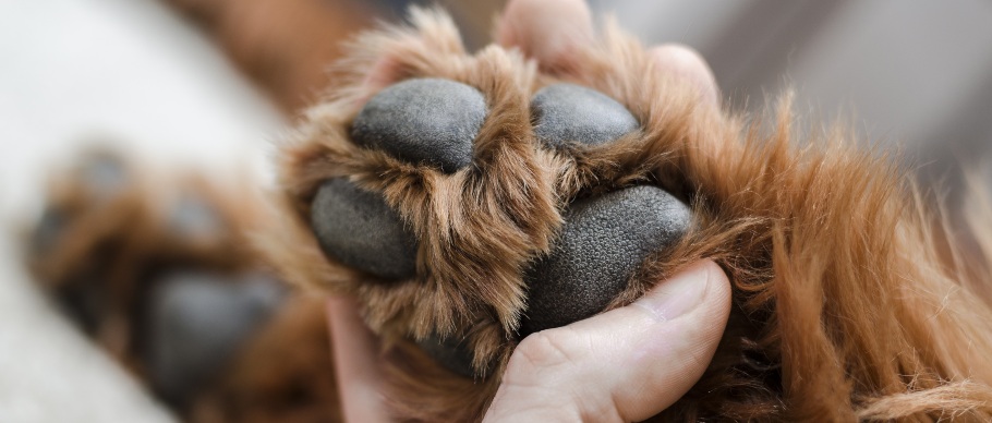dog paw pad