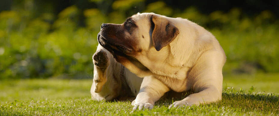 Dog laying in grass scratching face