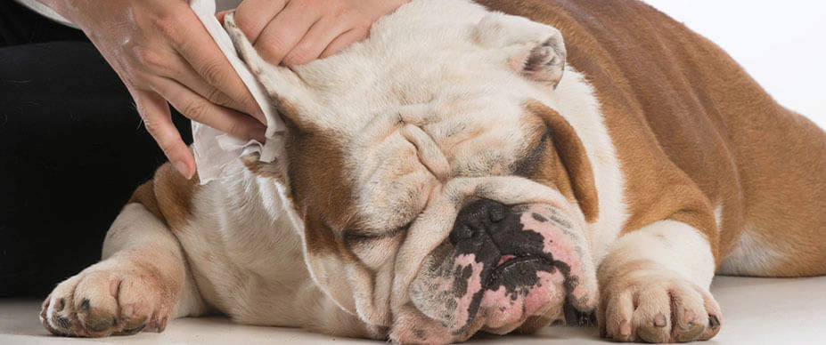 Bulldog getting their ear cleaned.