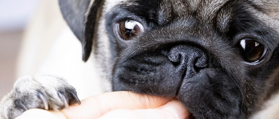 dog eating out of hand