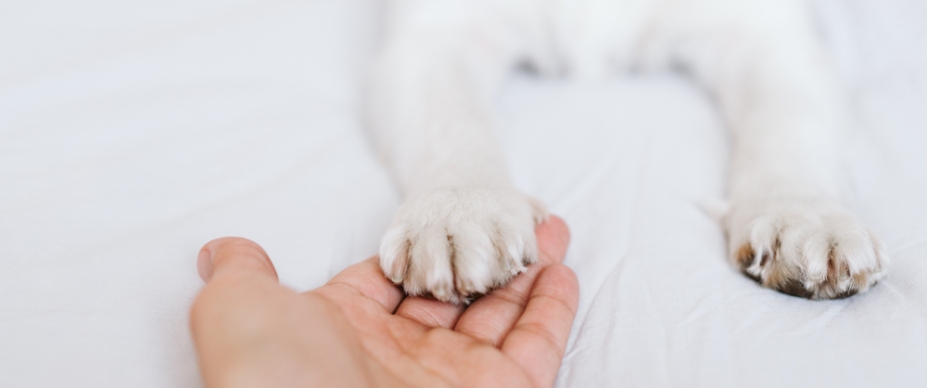 Hand holding paw