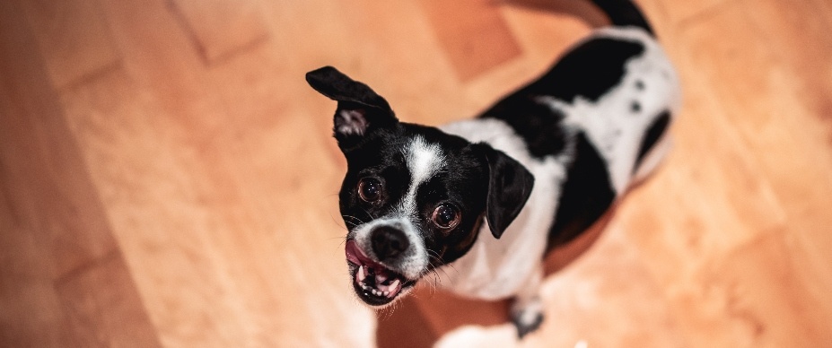 An excited dog looking up at the camera.