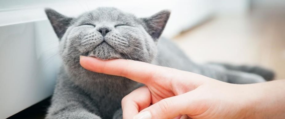 Grey cat being petted.