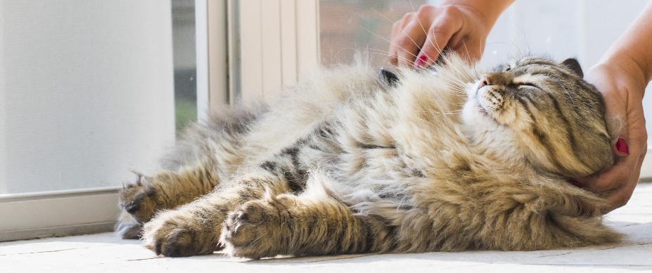 Long-haired Siberian cat getting brushed