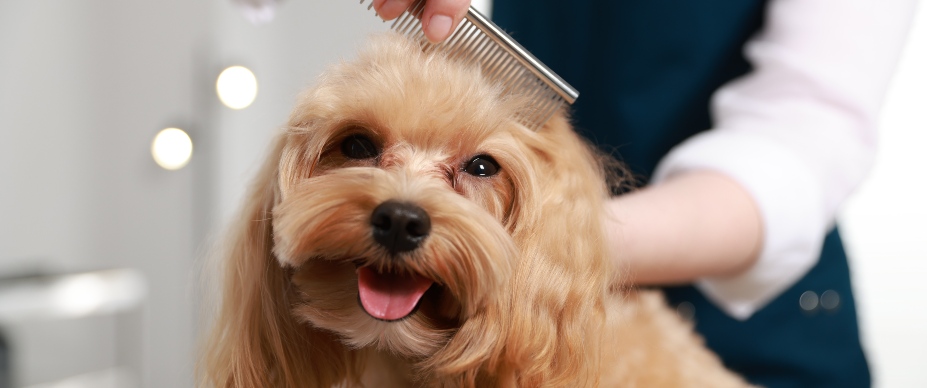 a person using a dog grooming brush on a cocker spaniel 