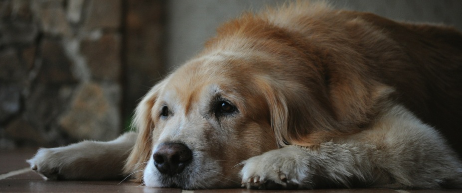 older dog lying on the floor of a house