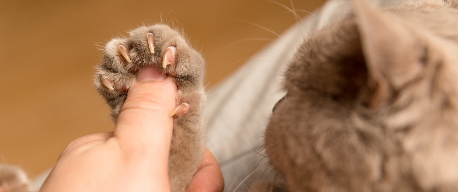 person with thumb in cat