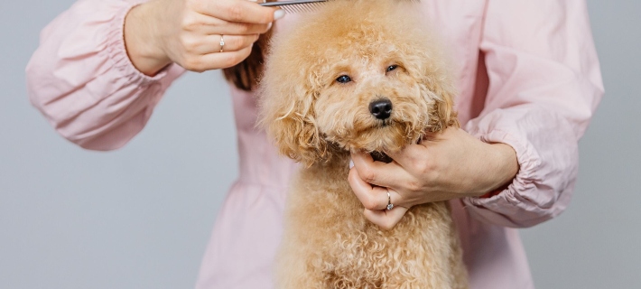 dog being groomed