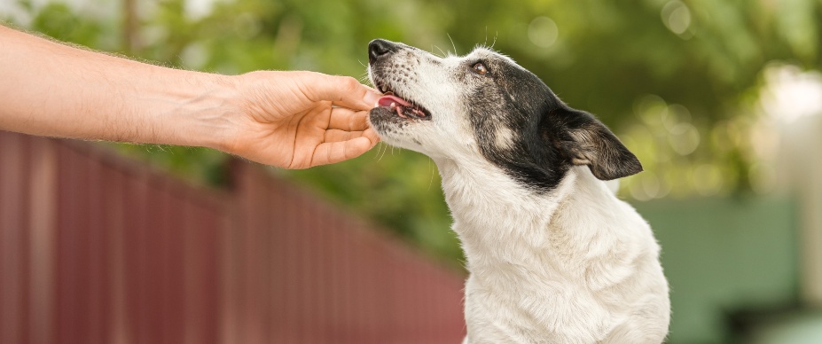 person giving a dog a supplement