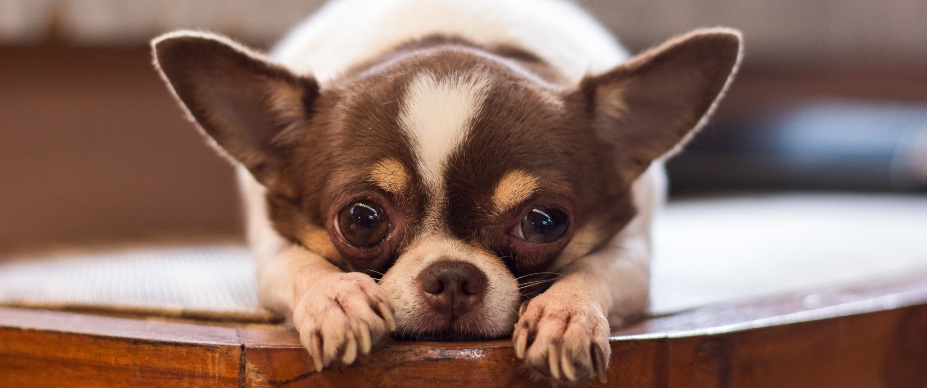 small dog crying with tears in eyes