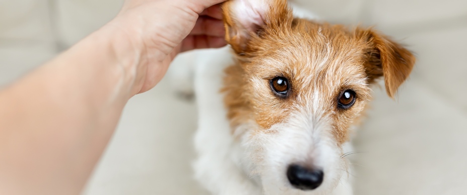 person holding up dog's ear