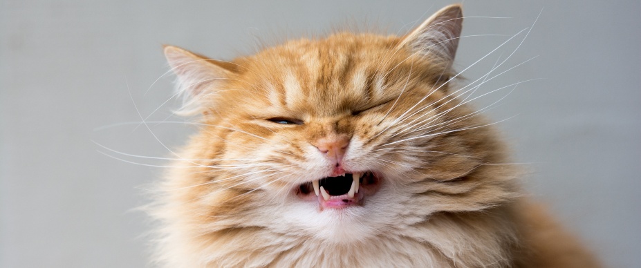 A cat sneezing.