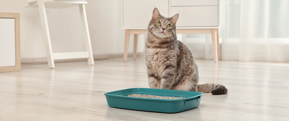 Cat sitting next to litter box