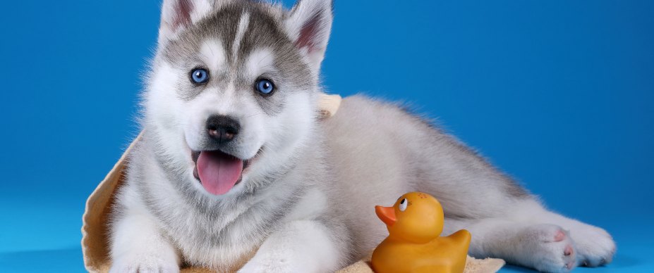 Puppy in bath