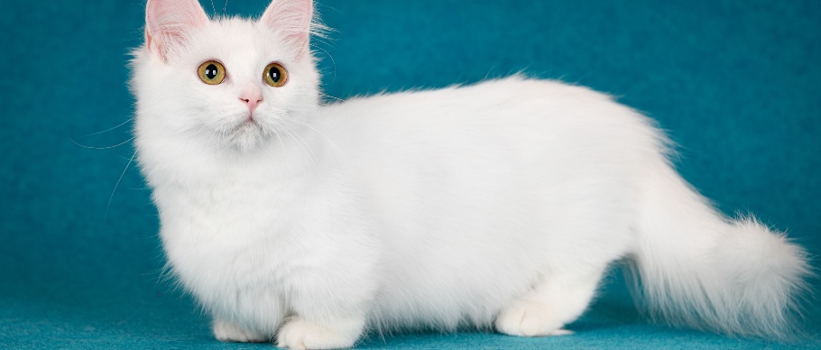 munchkin cat in studio