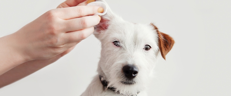 person cleaning dog ear