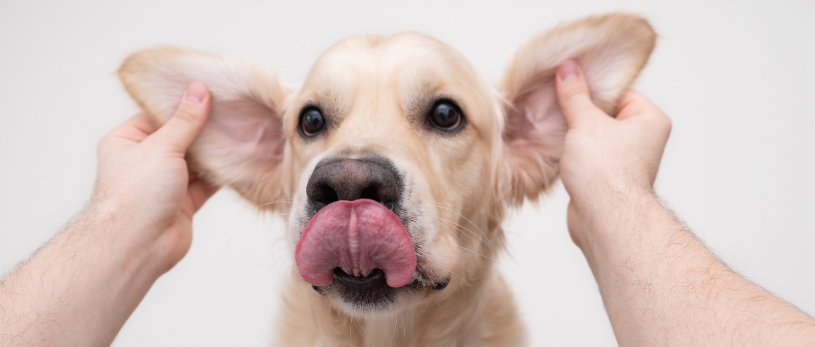 person holding a dogs ears