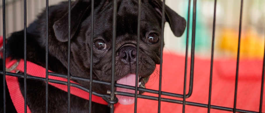 Pug in crate