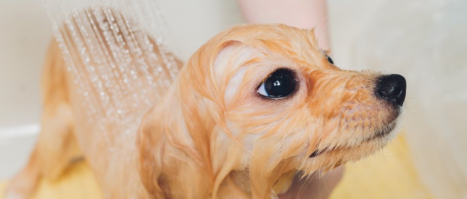 Puppy in shower